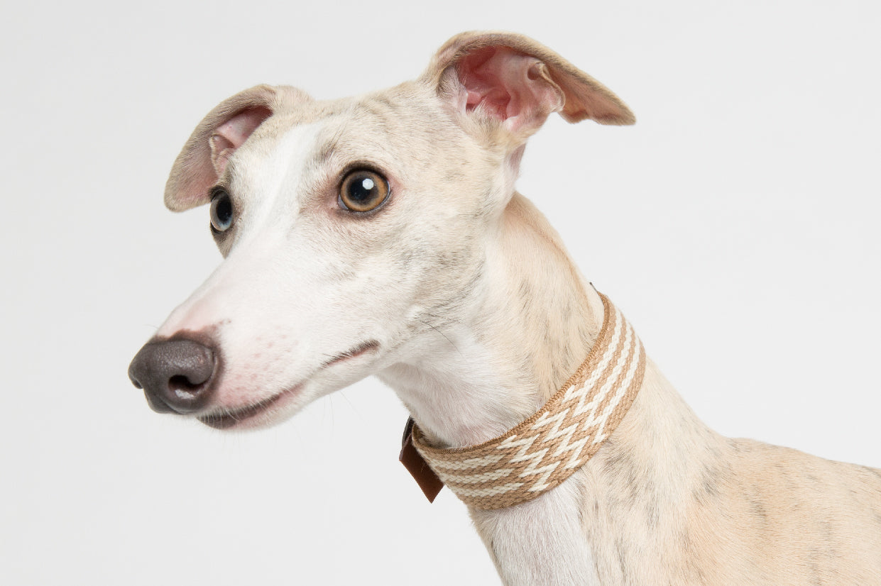 WALKaHOLIC FAMOUS (Wheat)