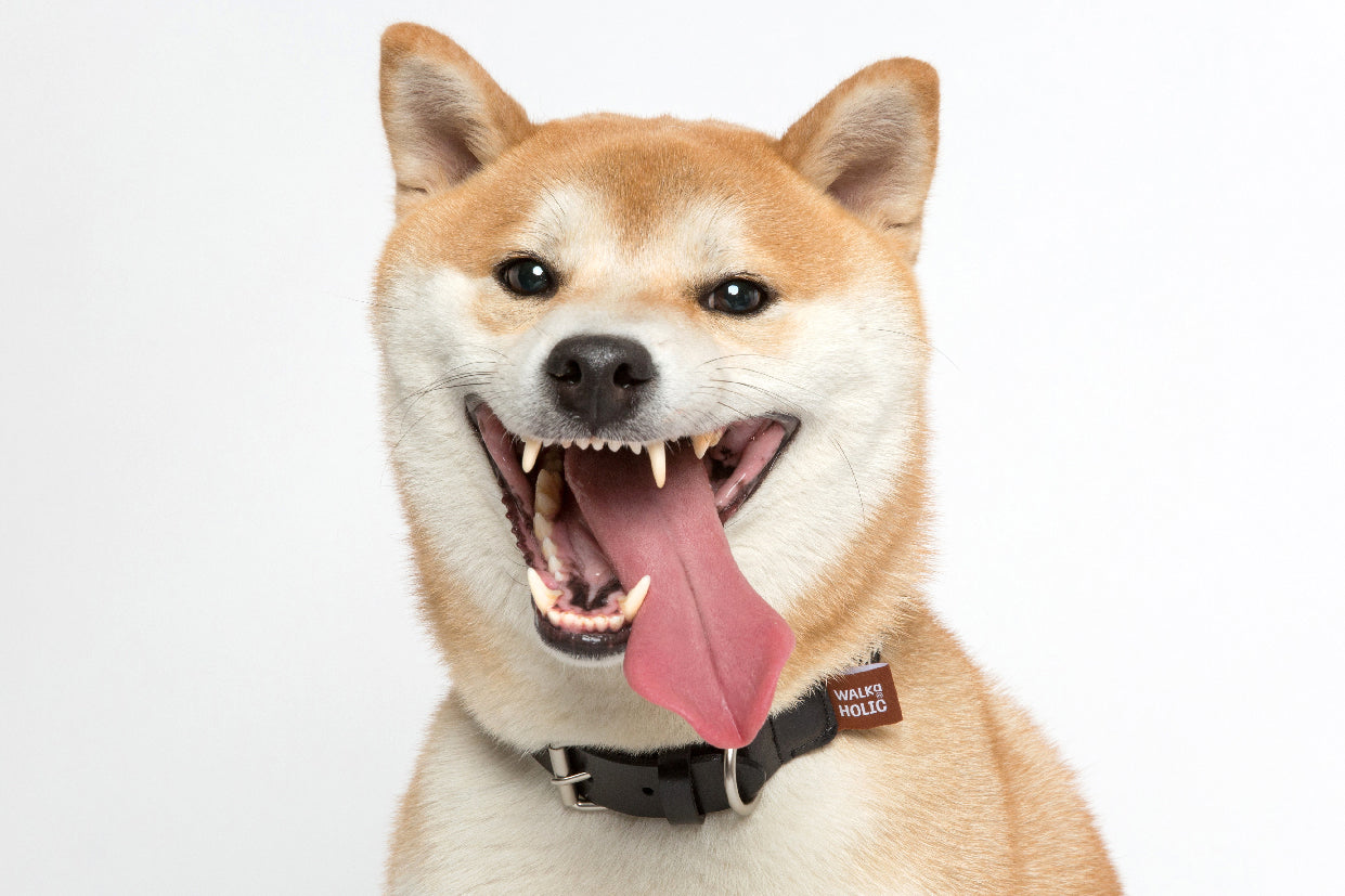 WALKaHOLIC FAMOUS (Black)