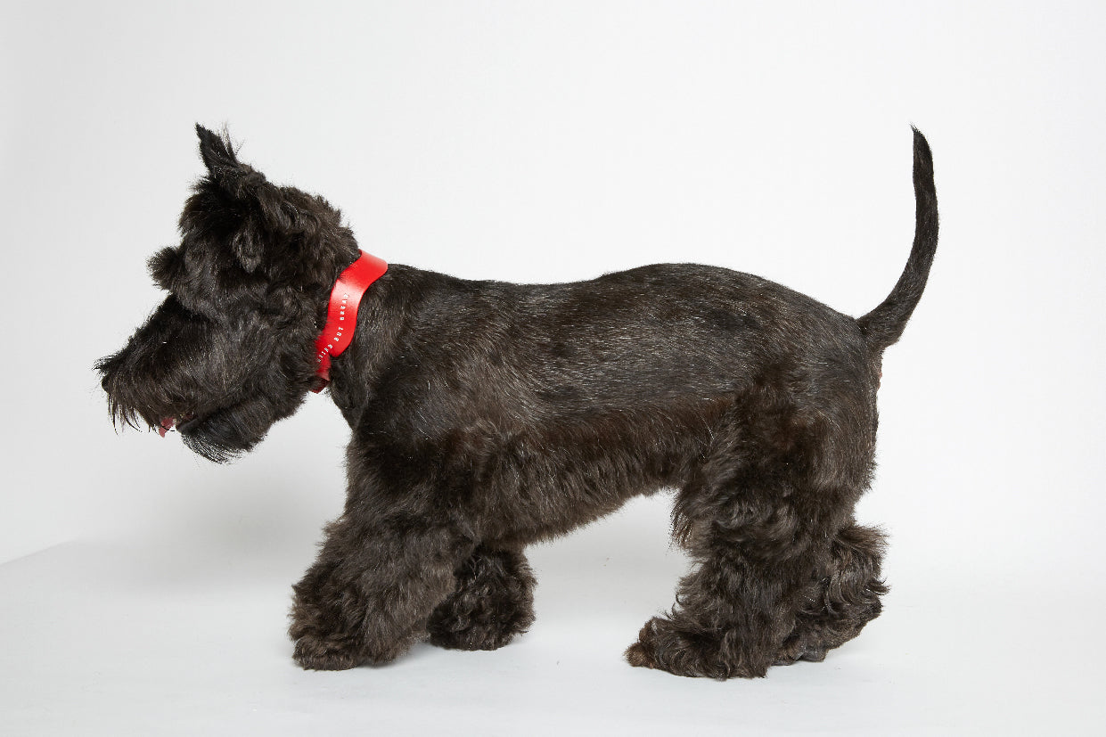 WALKaHOLIC WONDER (Chrome Red)