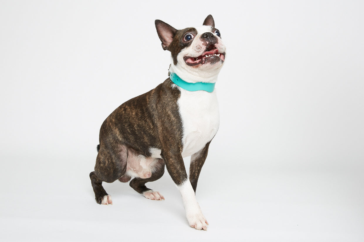 WALKaHOLIC WONDER (Titanium Blue)