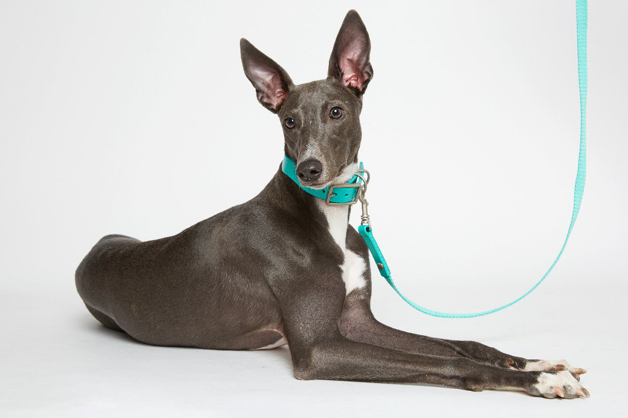 WALKaHOLIC WONDER (Titanium Blue)