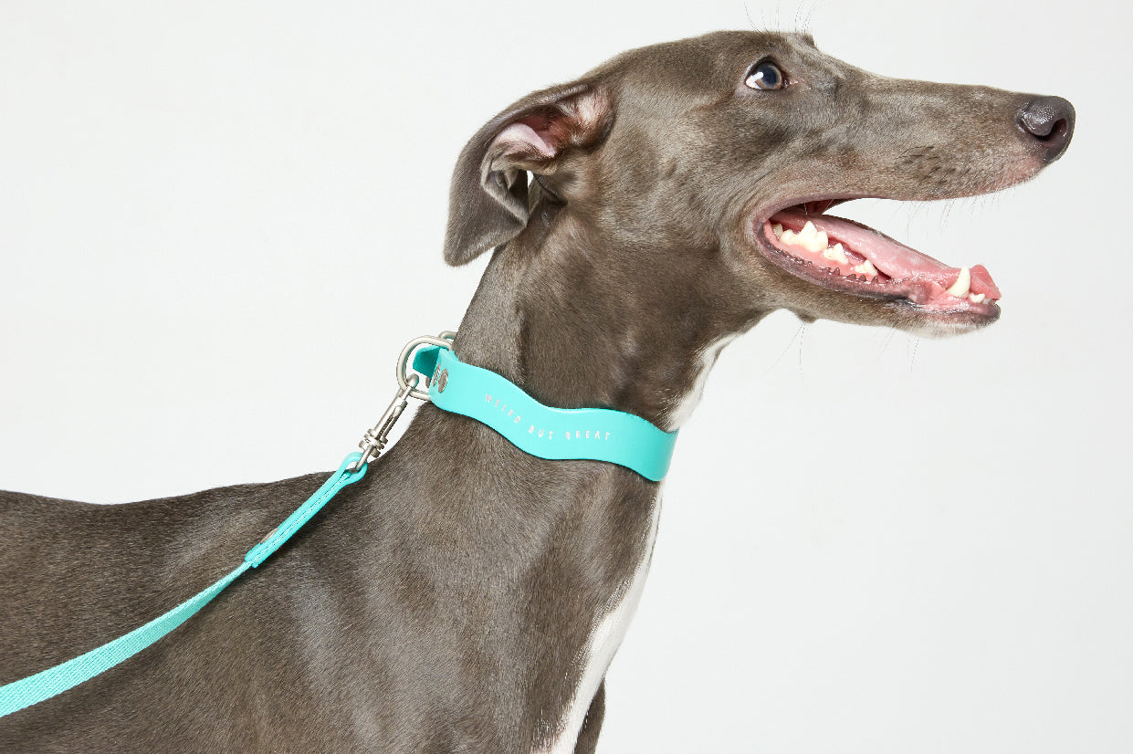 WALKaHOLIC WONDER (Titanium Blue)