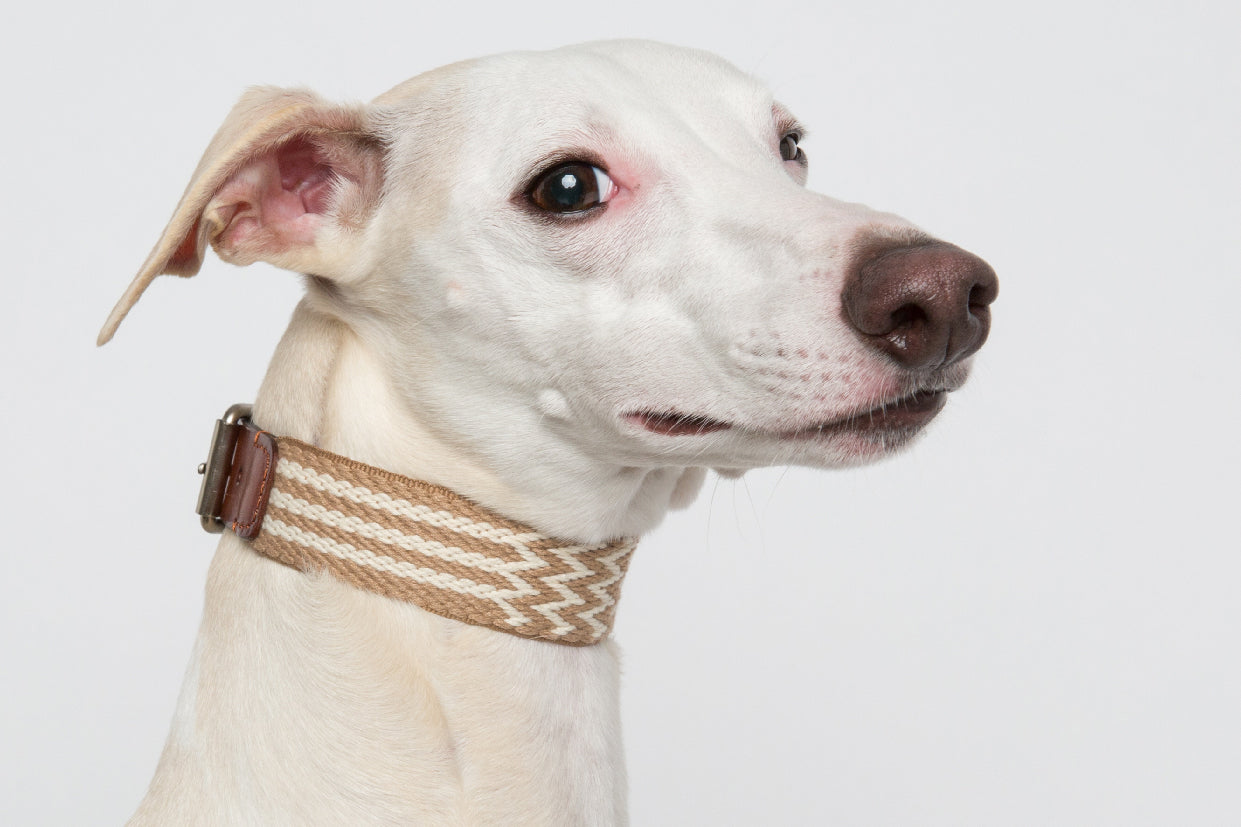 WALKaHOLIC FAMOUS (Wheat)