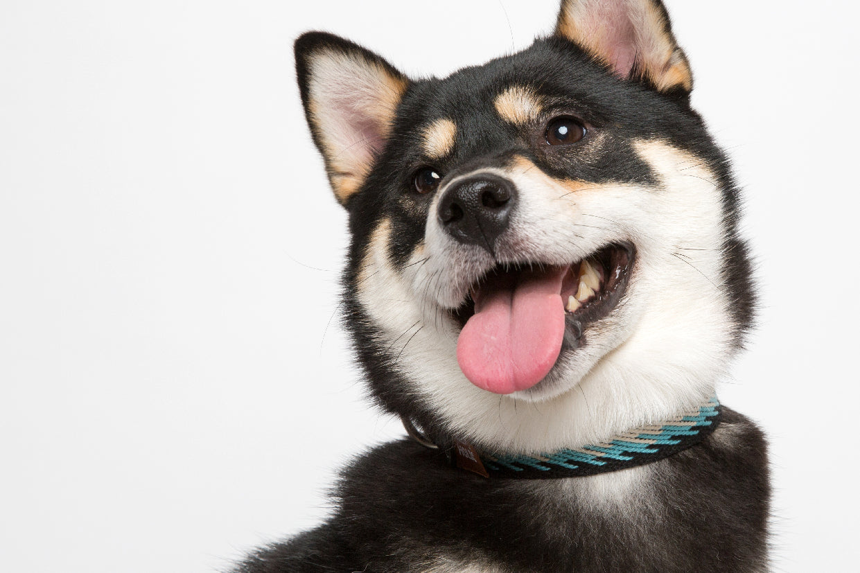 WALKaHOLIC DIVA (Peacock)