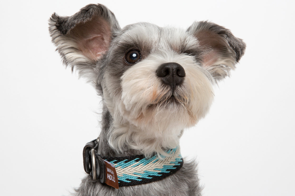 WALKaHOLIC DIVA (Peacock)