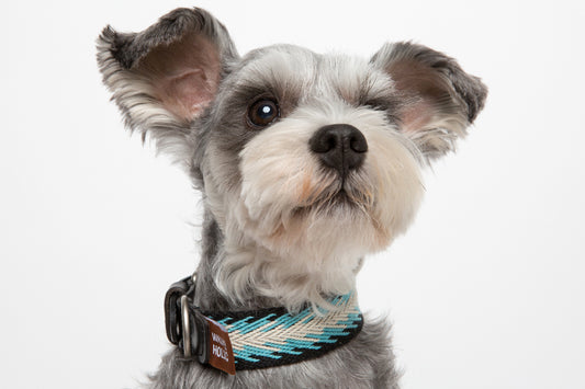 WALKaHOLIC DIVA (Peacock)