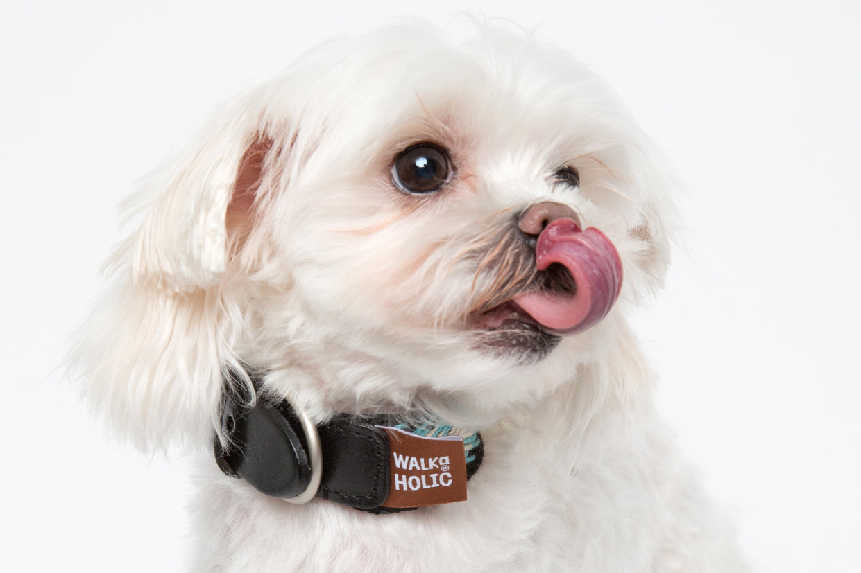 WALKaHOLIC DIVA (Peacock)