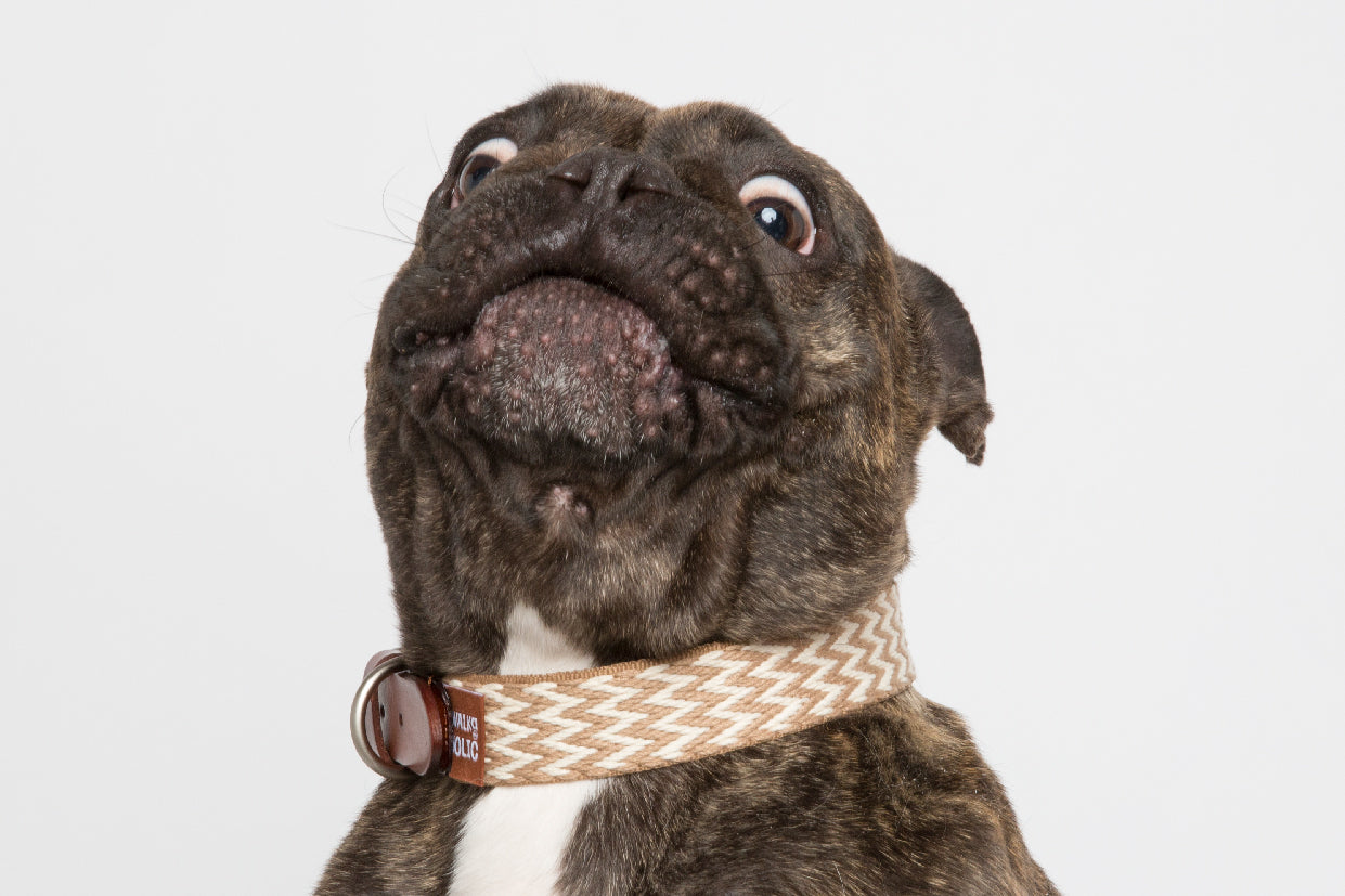 WALKaHOLIC FAMOUS (Wheat)