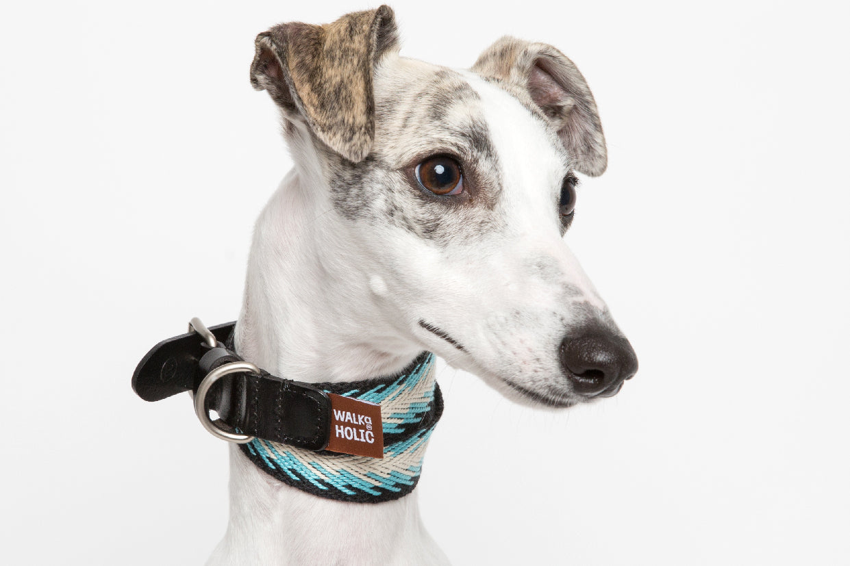 WALKaHOLIC DIVA (Peacock)