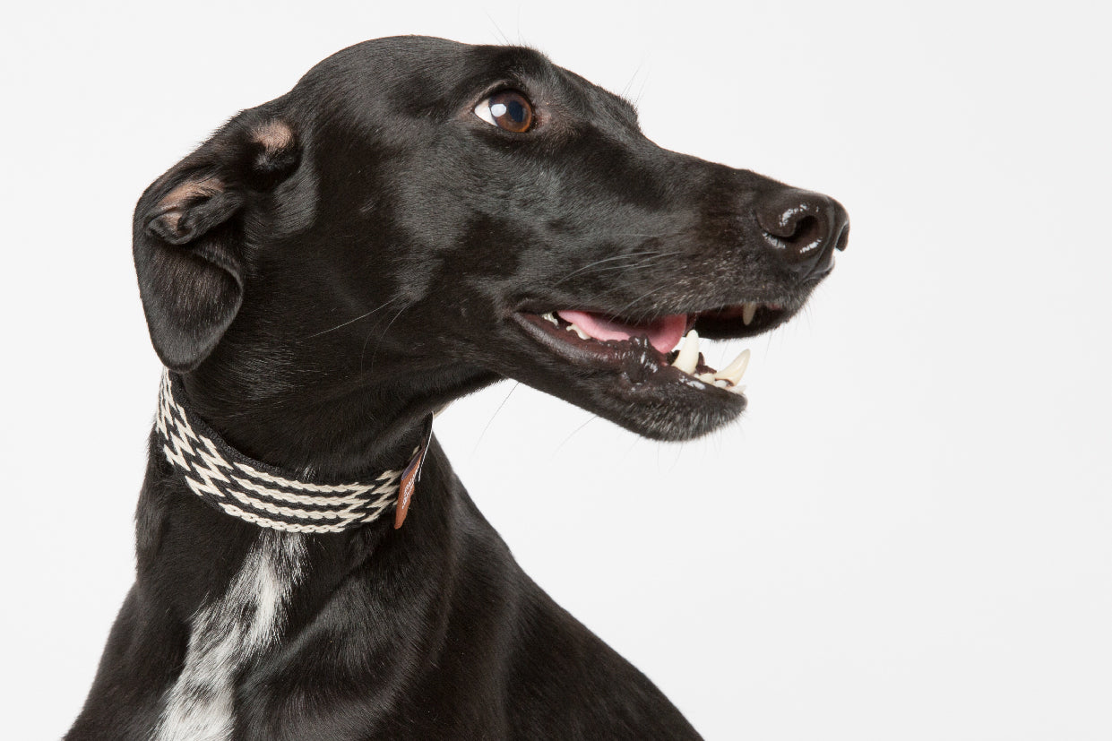 WALKaHOLIC FAMOUS (Black)