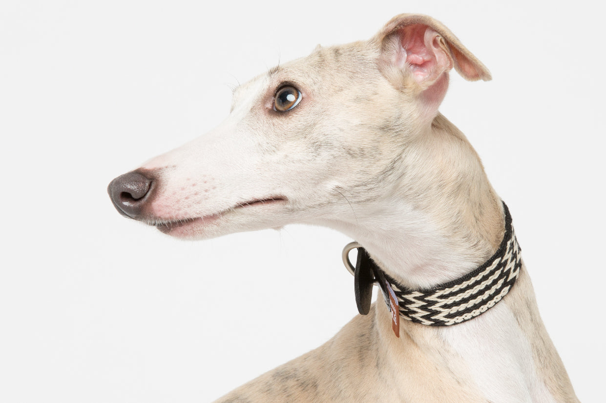 WALKaHOLIC FAMOUS (Black)