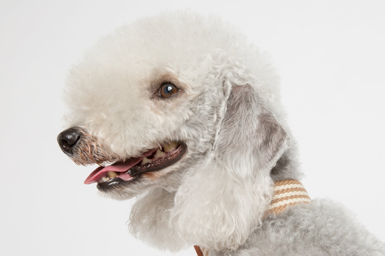 WALKaHOLIC FAMOUS (Wheat)