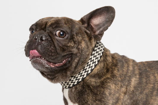 WALKaHOLIC FAMOUS (Black)