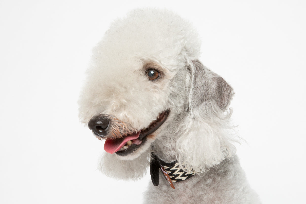 WALKaHOLIC FAMOUS (Black)