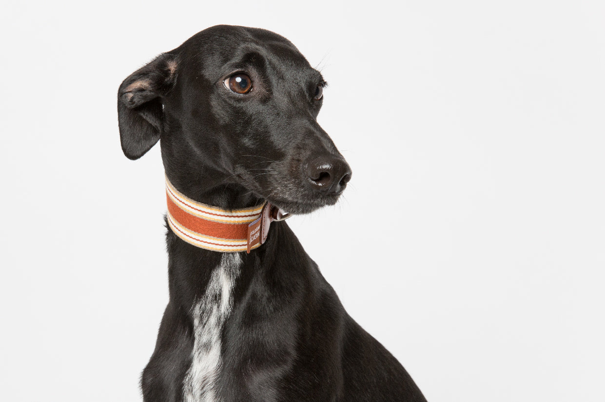 WALKaHOLIC AERO (Rust Orange)