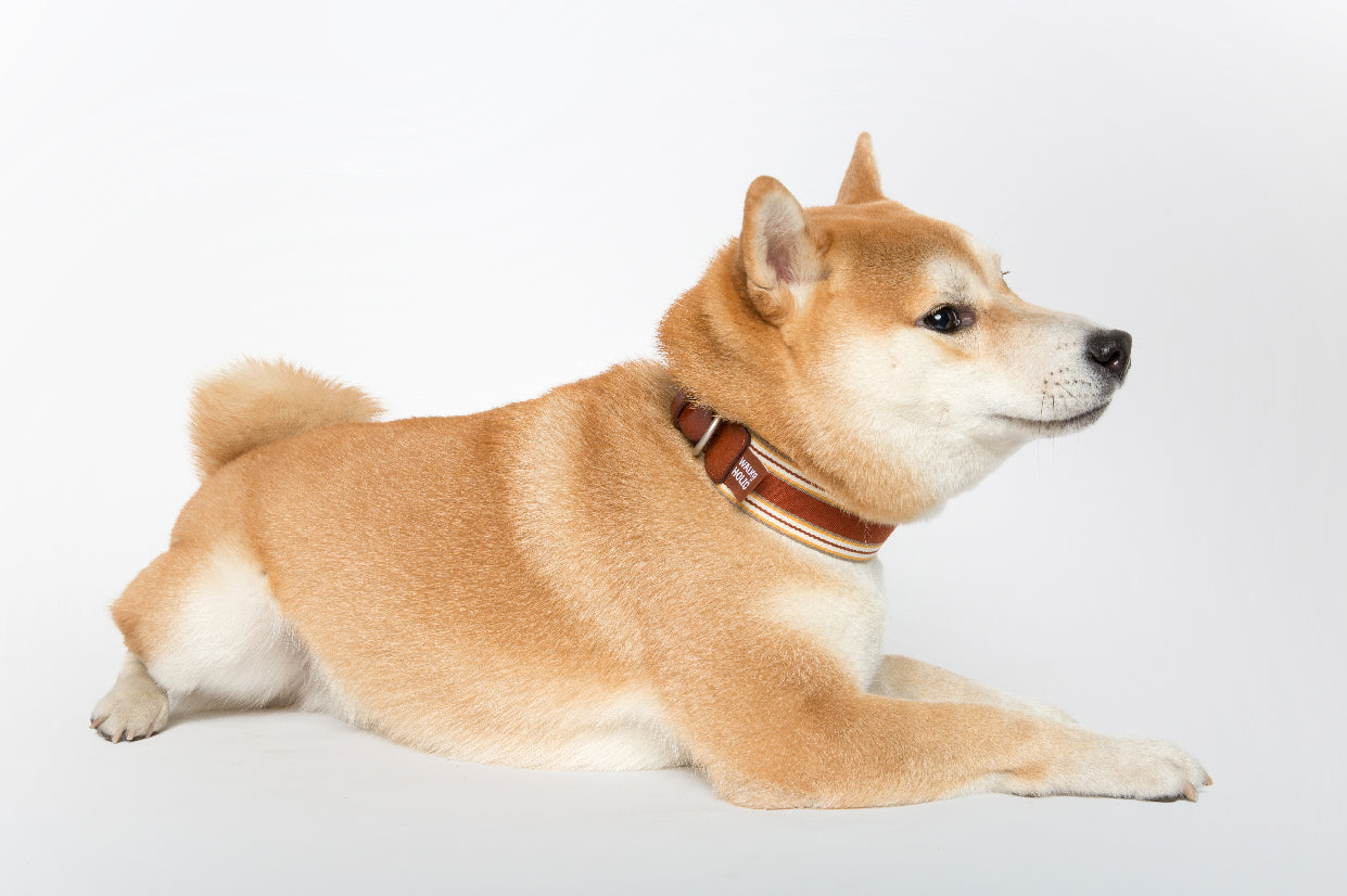 WALKaHOLIC AERO (Rust Orange)