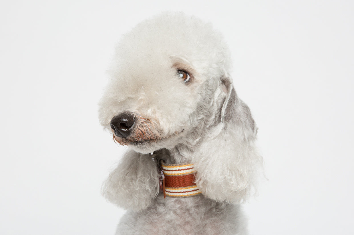 WALKaHOLIC AERO (Rust Orange)