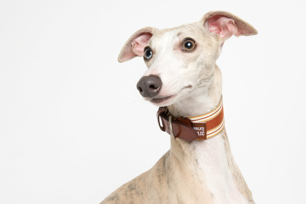 WALKaHOLIC AERO (Rust Orange)