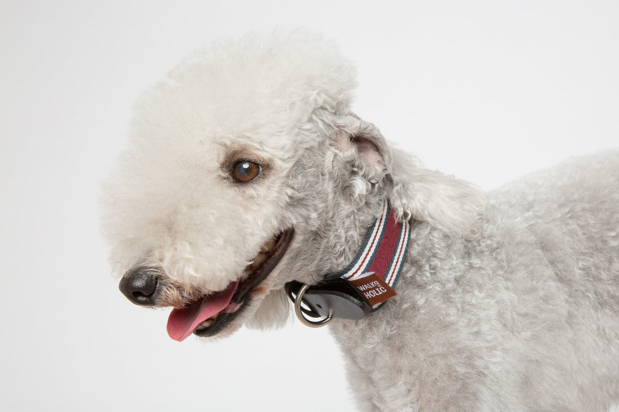 WALKaHOLIC AERO (Merlot)