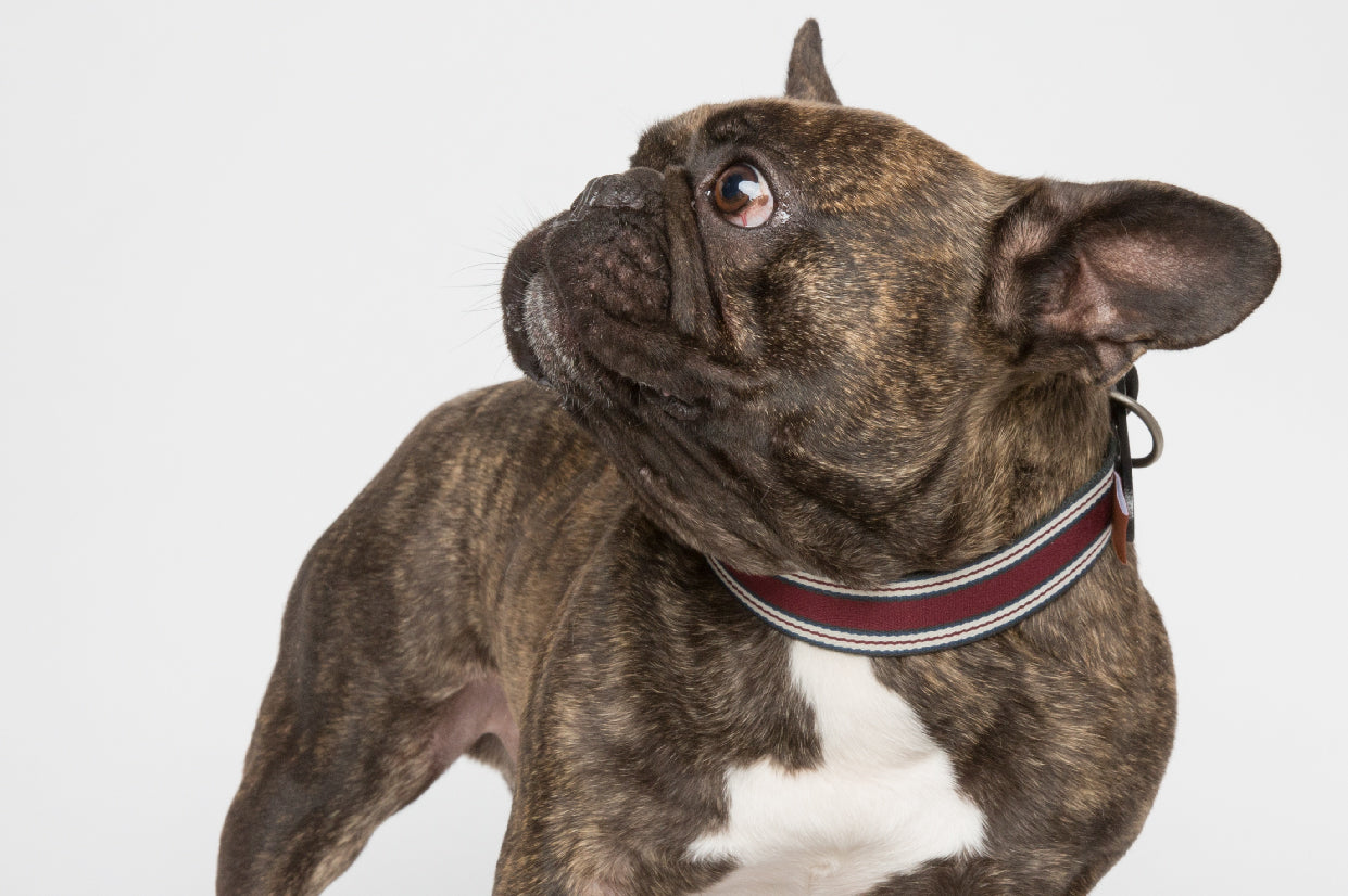 WALKaHOLIC AERO (Merlot)