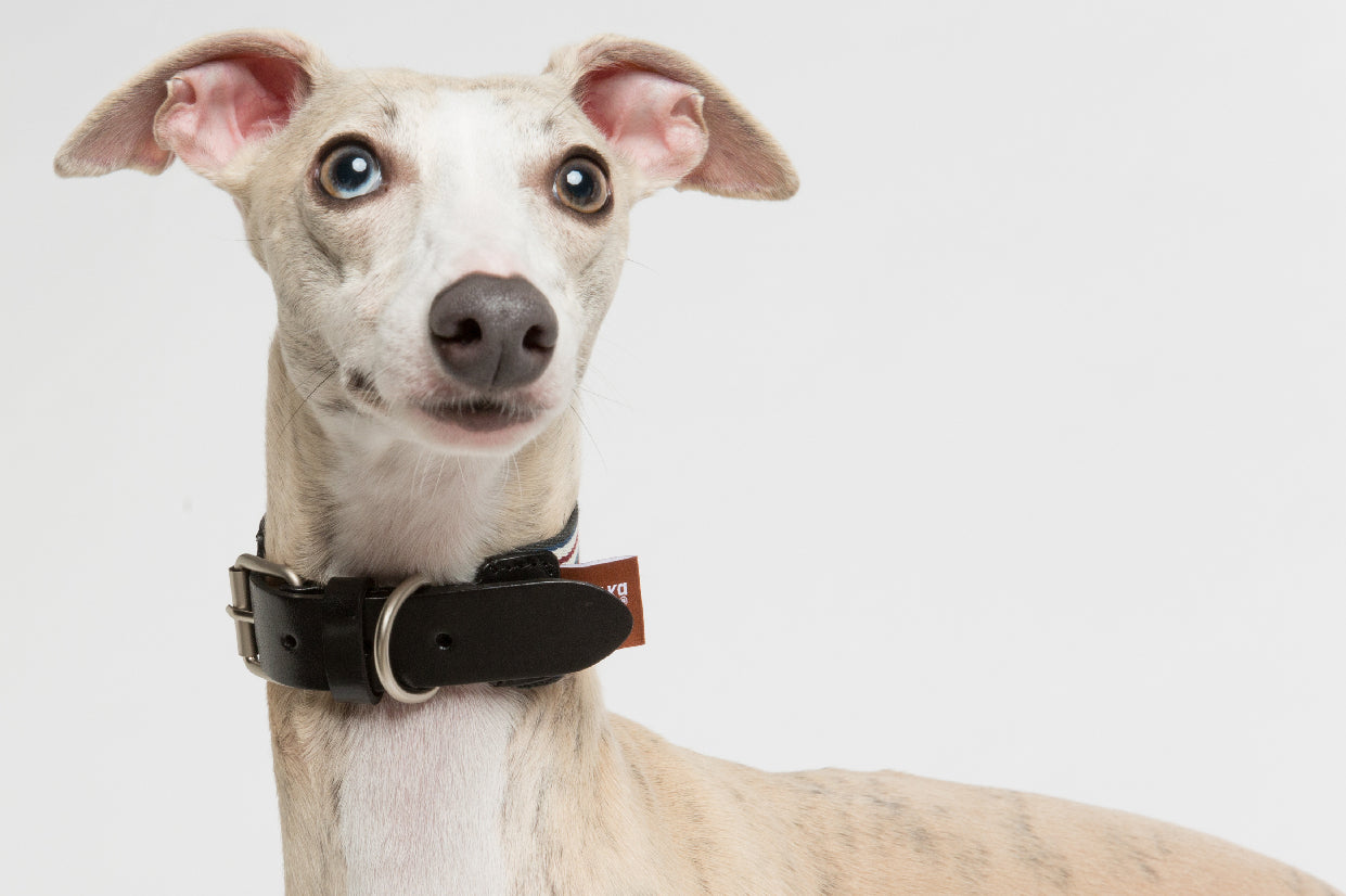 WALKaHOLIC AERO (Merlot)