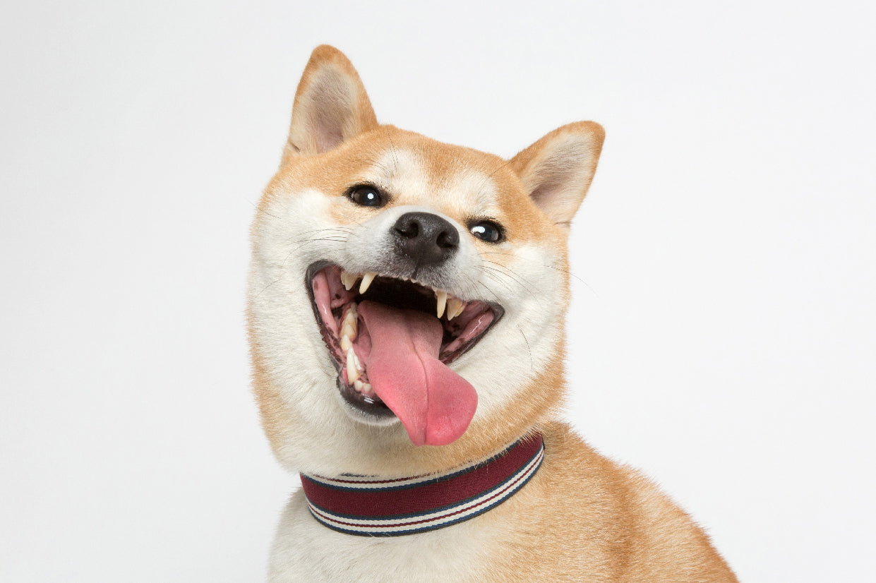 WALKaHOLIC AERO (Merlot)