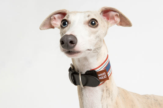 WALKaHOLIC AERO (Royal Blue)