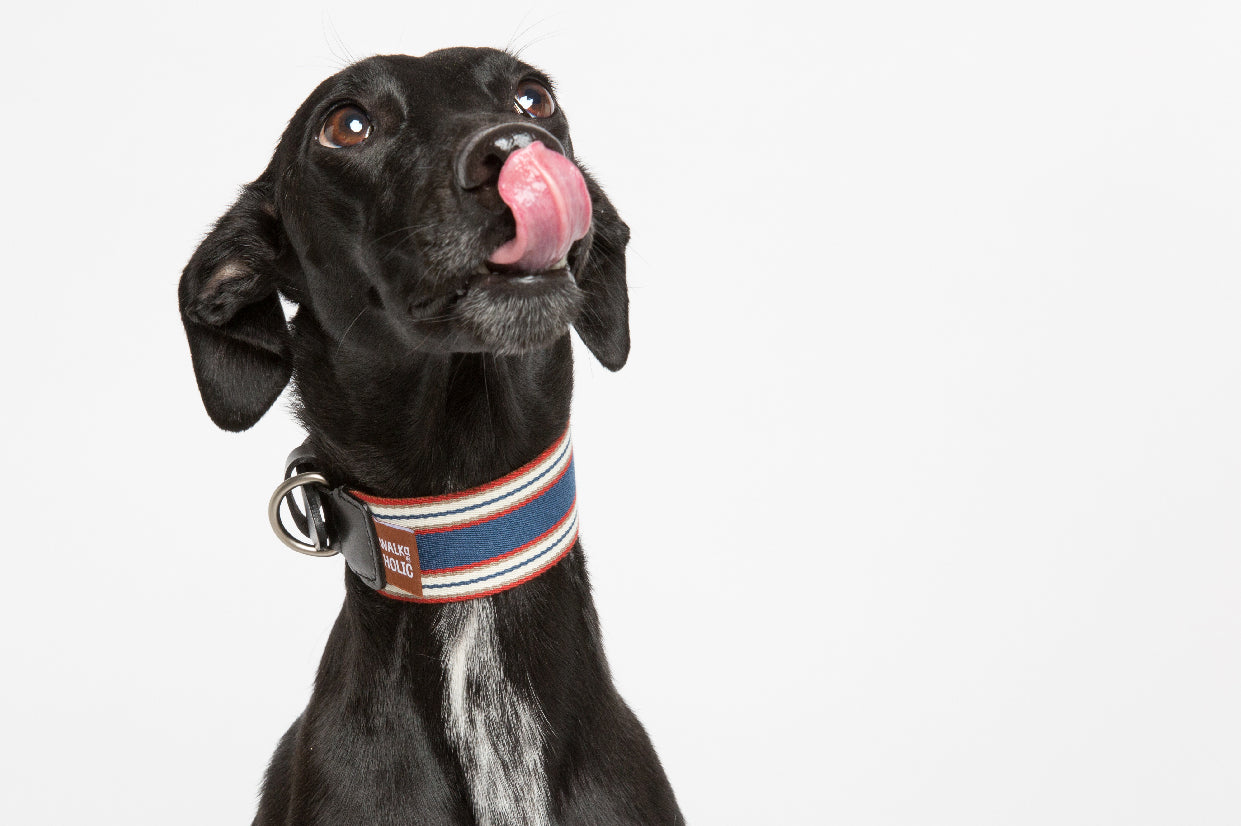 WALKaHOLIC AERO (Royal Blue)