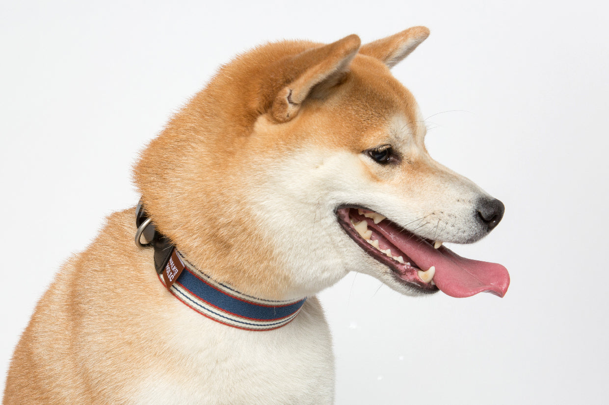 WALKaHOLIC AERO (Royal Blue)